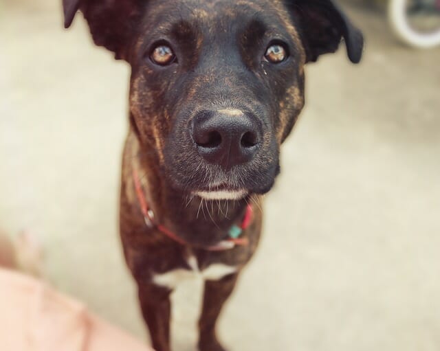 Dog close up