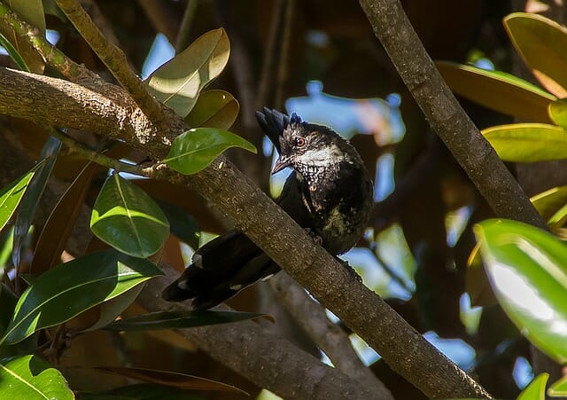 Eastern Whipbird