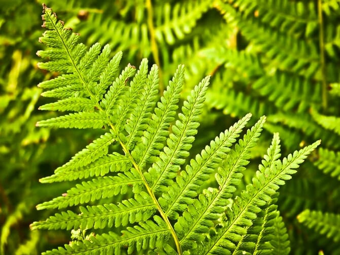 Fern plant