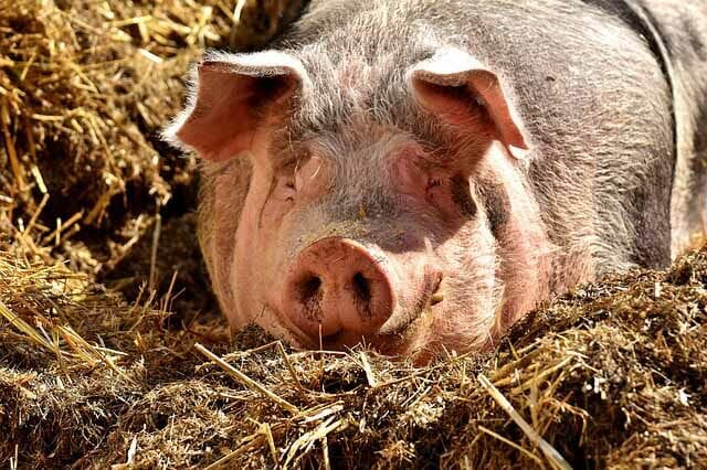 Pig lying down