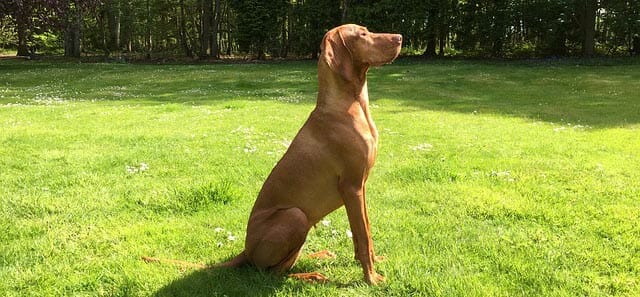 Hungarian Pointer Dog