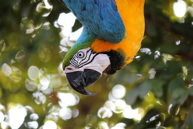 Parrot Macaw